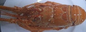 ChY@{CuX^[@10Kg^Kg5,500~ŕʁ@150g`200g@Ɩp@C