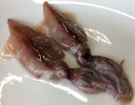 刺身用　生ほたるいか目取り 500g(約80-85尾）x20P（P1,300円税別）業務用　ヤヨイ　お得用