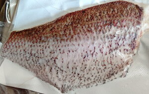 国産 養殖 真鯛フィーレ 皮付き又は皮なし 約14Kg(Kg3,100円税別)冷凍 業務用 ヤヨイ