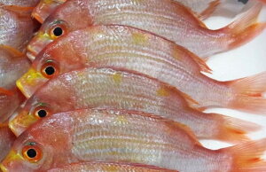 Y@@qij10Kg@2Kgi4`16×5PjKg1,700~ŕʁ@eTCY舵܂BⓀ@Ɩp@C