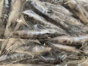 hgp@qJ@50-60g@1Kg×10PiP2,700~ŕʁjvg@Ⓚ@Ɩp@C
