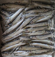 国産　稚鮎　1Kg（尾10～15g前後）x10P（P3,250円税別）冷凍　業務用