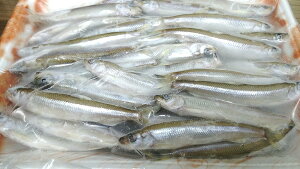 Y@VR킩@@500gx20܁i1,600~ŕʁj8-10cm@Ⓚ@Ɩp@C