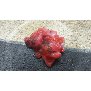 イイダコ イカ タコの人気商品 通販 価格比較 価格 Com イイダコ イカ タコの人気商品 通販 価格比較 価格 Com