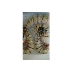 TCY@3-4CV@1.8kgi14Cj×6i12,600~ŕʁjƖp@C