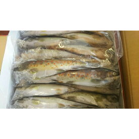 国産　冷凍　あまご　1Kg（10～16尾）x10枚（枚3200円税別）業務用　ヤヨイ