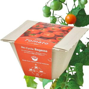 V|~/t/Ẳƒ؉ȒP͔|LbgĂ~jg}g؍͔|Zbg(R/H)̕12cmoKXO[̓v[gaGD-95306