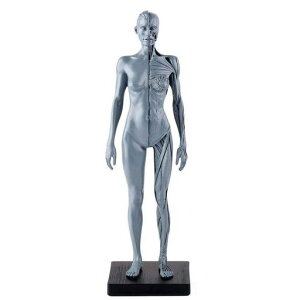 �l�̃��f���l�̖͌^11�C���`��30cm�l�̋ؓ��͌^�͌^�����؍��i����CG�y�C���e�B���O����1:6�X�^���h�t���O���[(��)