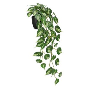 VillaComotFCNO[CeAO[|bgt|gXAVnMO݂艺Ǌ|lHϗtAꂩ킢(|gX01)