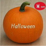 【ハロウィン】生かぼちゃ Mサイズ カボチャ 本物 自農場産 ハロウィーン種 ハロウィンかぼちゃ ハロウィ…