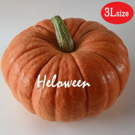 楽天市場 ハロウィン かぼちゃ 種の通販
