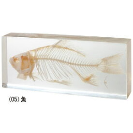 楽天市場 骨格標本 魚の通販