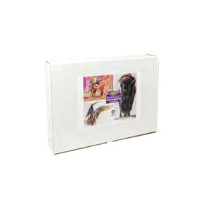 PAN PASTEL �p���p�X�e�� �h�[���E�G�}�[�\�� �R���N�V���� 40�F�Z�b�g No.30401