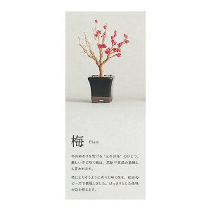 yލՂ聚ő30{×N[|L SPU vGg[ 11/1 00:00 ` 11/3 23:59z ˂Ė~̓Lbg lWbe BONSAI Beaded BONSAI ~ Plum C[r[Y r[YLbg |Lbg