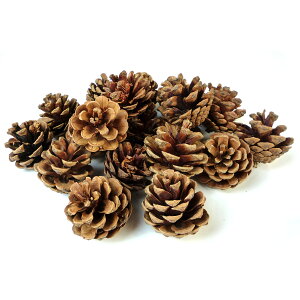 yő30{×ubNtCf[ SPU vGg[ 11/20 20:00 ` 11/27 1:59z ڂ 30`40mm 20 [X f