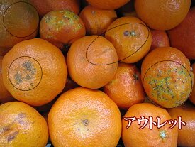アウトレットセール【限定販売】【送料無料】訳あり甘平3kg【smtb-kd】【期日指定不可】