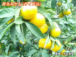 yIXXzyzQ ݂ gc݂yz󂠂݂5kg()ysmtb-kdz