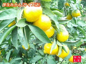 yZ[zyzyzQ ݂ gc݂yz󂠂葁݂10kgysmtb-kdz