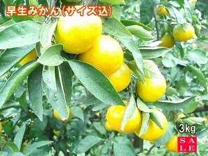 yZ[zyzyzQ ݂ gc݂yz󂠂葁݂3kgysmtb-kdz