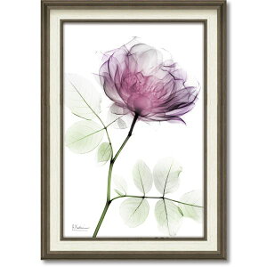 [p[ X-RAYLoXA[g uEh[Yv(MTCY) fKNAX-RAYLoXA[gA~̉