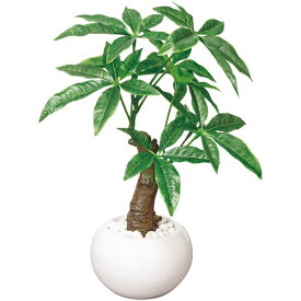 楽天市場 激安 種類 植物 パキラ 観葉植物 花 観葉植物 花 ガーデン Diyの通販