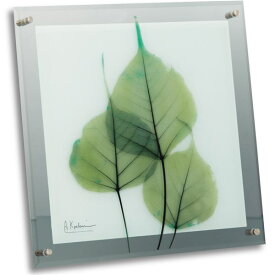 X-RAY ガラスアートフレーム（M）「グリーンユーカリ」 緑 エレガントな透視芸術フレーム（M） グリーンユーカリ - 美しさが息づく、スタイリッシュなX線ガラスアートフレーム 自然の緑が心を癒し、上品なデザインが空間を彩る あなたのお部屋に洗練された魅力を添える、目