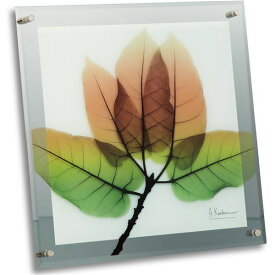 X-RAY ガラスアートフレーム（M）「アスペンフォール」 美しきX-RAY ガラスアートフレーム（M） アスペンフォール - 自然の息吹が彩る、魅惑の秋の舞台 -