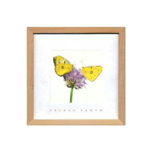 French Photography �t�H�g�A�[�g Yellow Butterflies ZFP-51924