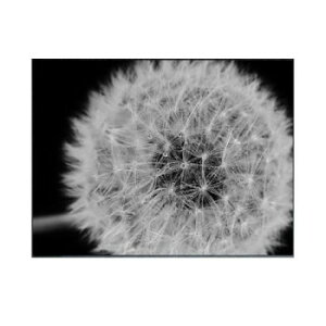 Photography Dandelions �A�[�g�p�l�� IAA-53190