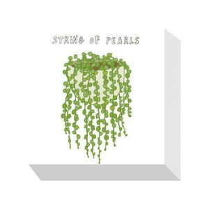 Home Plants STRING OF PEARLS �A�[�g�p�l�� ZPA-53530