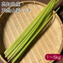 高知県産 天然山菜フキ《産地直送 2025年度 販売中》【 送料無料 北海道沖縄離島除く】（ 季節限定 天然 山菜 フキ ）…