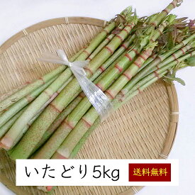 高知県土佐山産 天然山菜イタドリ 5kg《産地直送 2024年度 販売中》【送料無料】（ 季節限定 天然 山菜 イタドリ ） 高知 高知県 虎杖 いたどり 草 春野菜 旬 産直