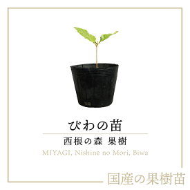 西根の森 山菜 びわの苗《産地直送 2023年度販売中》【送料無料 沖縄離島除く】（びわ 苗 ポット苗 栽培ガイド付き） あまね ビワ 枇杷 果樹 果樹苗 苗木 ポット