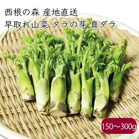 西根の森 早取れ 山菜 タラの芽 真ダラ《産地直送 2026年度 2月下旬から順次発送》【送料無料 沖縄離島除く】（ 国産 朝採り たらの芽 ）あまね 産直 宮城 栽培 新鮮 旬 タラノメ たらのめ