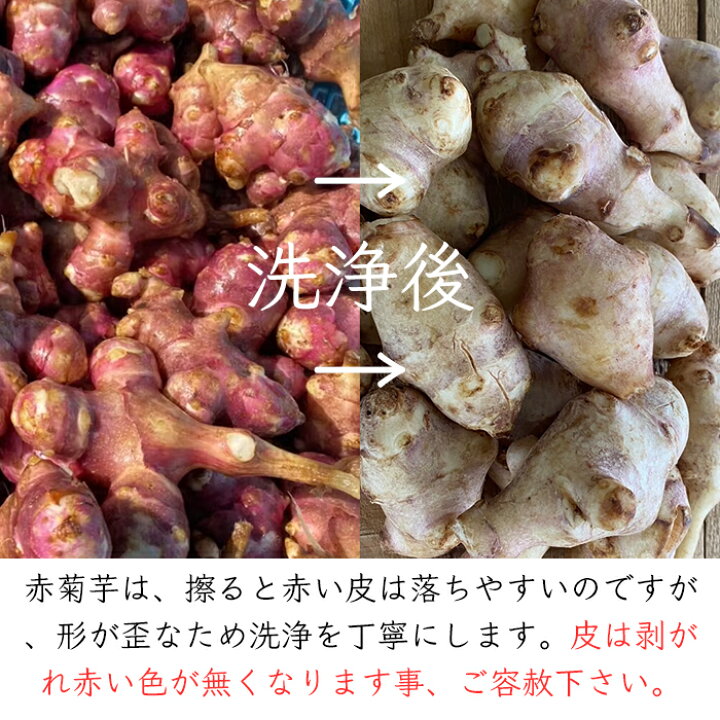 楽天市場】国産 訳あり 無農薬 赤菊芋 《産地直送 2024-25年度 販売中 