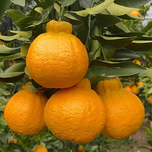 F{Y sm 4.5kgsYn 2026Nx 2{珇ty kCꗣz F{ Y Fys UTO fR| łۂ fRIW fR^S[ IW