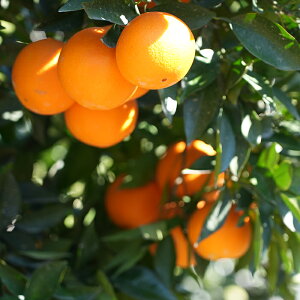 Ă͍cijF{Y ԓcl[uIW Gi 10kgsYn 2026Nx 2{珇ty kCꗣz Y Fys UTO ԓc l[u IW ݂ 