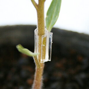 iXjbNX ڂ؃Nbv Js[J[ty ꗣzڂ ږ   Nbv   LYi Ȗ Ȗ، Ȃɂ nasunics c c _