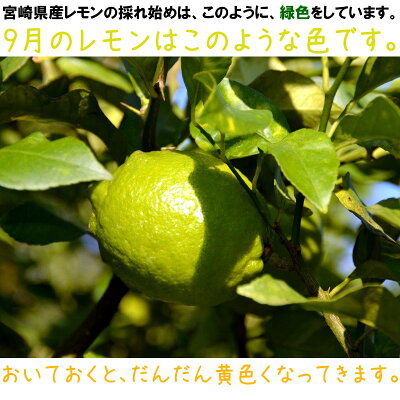 【宮崎産直】<国産宮崎訳ありレモン1kg!エコファーマーが作ったレモン!ノー防カビ剤・ノーワックス・除草剤なし>【九州・宮崎から宅配便でのお届け】※出荷日を選べません。手作りの塩レモンはちみつレモンに!※別商品に同梱不可【RCP】