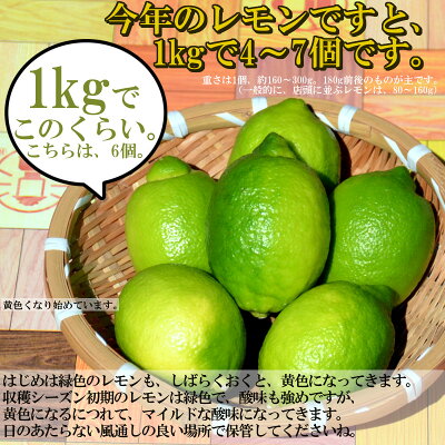 ★10/14の目玉商品です!★今だけ1kgびっくり《600円!》さらに3セット以上で\送料無料/<国産宮崎訳ありレモン1kg!エコファーマーが作った、ノー防カビ剤・ノーワックス・除草剤なしレモン>【宅配便】※出荷日選択不可。手作りの塩レモン!※別商品に同梱不可【RCP】