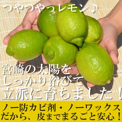 ★10/14の目玉商品です!★今だけ1kgびっくり《600円!》さらに3セット以上で\送料無料/<国産宮崎訳ありレモン1kg!エコファーマーが作った、ノー防カビ剤・ノーワックス・除草剤なしレモン>【宅配便】※出荷日選択不可。手作りの塩レモン!※別商品に同梱不可【RCP】
