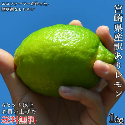 【宮崎産直】<国産宮崎訳ありレモン1kg!エコファーマーが作ったレモン!ノー防カビ剤・ノーワックス・除草剤なし>【九州・宮崎から宅配便でのお届け】※出荷日を選べません。手作りの塩レモンはちみつレモンに!※別商品に同梱不可【RCP】