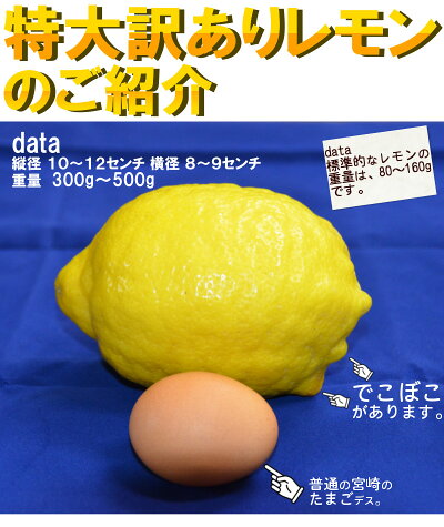 【宮崎産直】<国産宮崎訳ありレモン1kg!エコファーマーが作ったレモン!ノー防カビ剤・ノーワックス・除草剤なし>【九州・宮崎から宅配便でのお届け】※出荷日を選べません。手作りの塩レモンはちみつレモンに!※別商品に同梱不可【RCP】