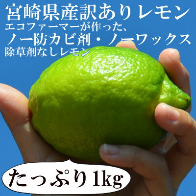 ★10/14の目玉商品です!★今だけ1kgびっくり《600円!》さらに3セット以上で\送料無料/<国産宮崎訳ありレモン1kg!エコファーマーが作った、ノー防カビ剤・ノーワックス・除草剤なしレモン>【宅配便】※出荷日選択不可。手作りの塩レモン!※別商品に同梱不可【RCP】