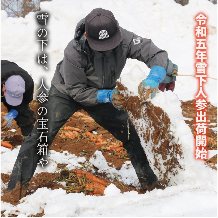 豪雪の恵み「新潟・津南」の「雪下にんじん5kg」（雪下にんじん 雪くれない ハーフ＆ハーフ） 米・雑穀