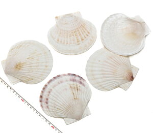 yLkp[czz^eKC@10-14cm 1i3܂ł䂤pPbgz\ij^ł͂܂