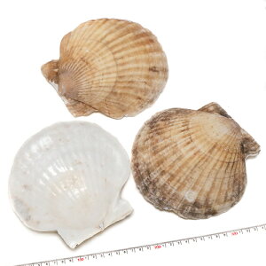 yLkp[czz^eKC L قĊL 15-18cm 1 ꌇLi2܂ł䂤pPbgz\ij