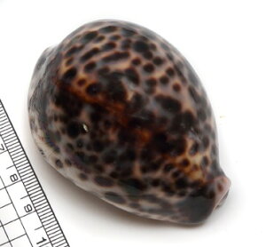 【貝殻パーツ】ホシダカラ シプレアタイガー 8-9cm 1個 大(ゆうパケット配送不可商品)宝貝 タカラガイ