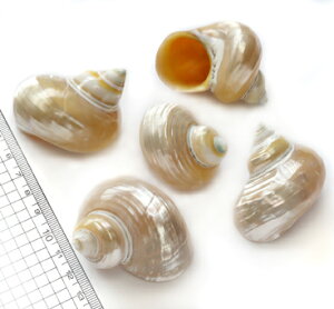 【貝殻パーツ】キングチサザエ(パール磨き)  1個 (ゆうパケット3cm配送商品)