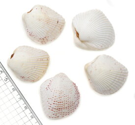 【貝殻パーツ】カワラガイ　1個　（ゆうパケット配送不可商品）ハートの貝殻